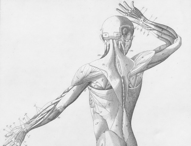 Anatomy and Physiology